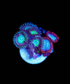 Wysiwyg Mixed Zoanthids Comob Frag [F73]