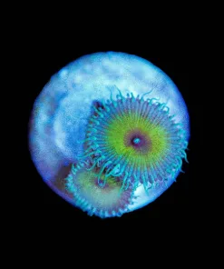 Wysiwyg Small Zoa Frag [F73]