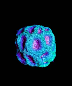 Wysiwyg Cotton Candy Micromussa [F75]