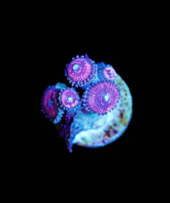Wysiwyg Pink Cat Eye Zonathids [F76]