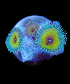 Wysiwyg Captain Jerk Zoa Frag [F8]