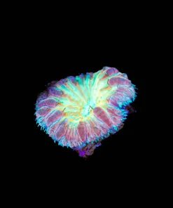 Wysiwyg Blastomussa Frag [F8]