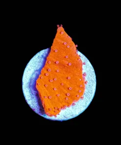 Wysiwyg TINY Red Monticap Frag [F82]