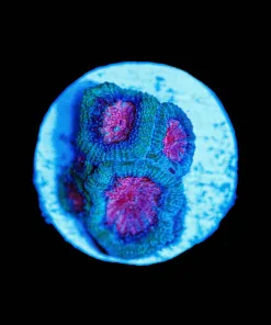 Wysiwyg Small Cotton Candy Micromussa Frag [F82]