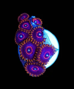Wysiwyg Red Hornet Zoas [F83]