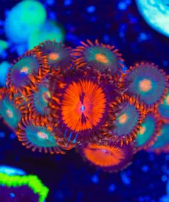 Wysiwyg Combo Dracula x Gatorade Zoanthid Frag [F83]