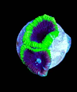 Wysiwyg Favia Frag [F84]