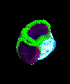 Wysiwyg Small favia frag [F84]