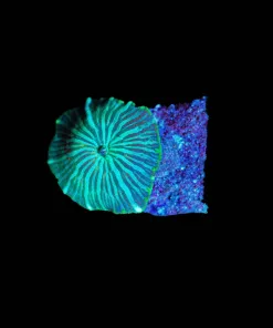 Wysiwyg Green Serpent Mushroom Frag [F85]