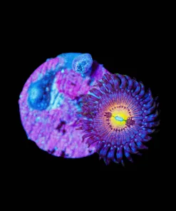 Wysiwyg Supernova Zoanthids [F85]