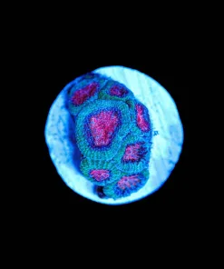 Wysiwyg Small Cotton Candy Micromussa Frag [F86]