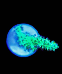 Wysiwyg Dr Fuzzy Nepethea Slall Frag [F90]