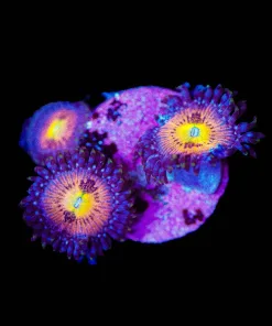 Wysiwyg Supernova Zoanthids [F91]