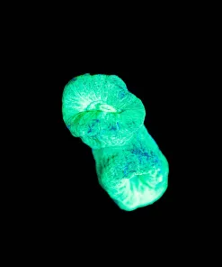 Wysiwyg Turmpet TINY Frag [F93]