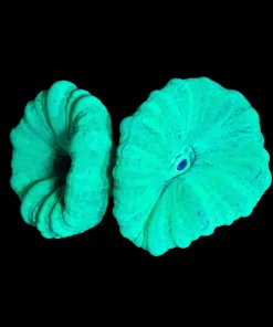 Wysiwyg Trumpet Coral Frag [F93]