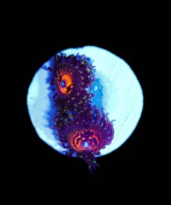 Wysiwyg Reverse Hallucination Zoas x 2 [F94]