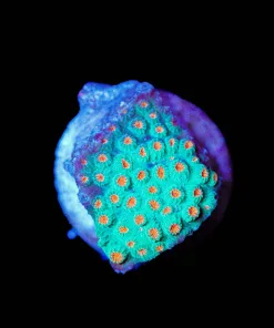 Wysiwyg Small Cypahstrea Frag [F95]