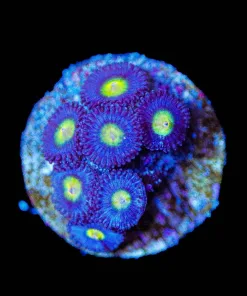 Wysiwyg AIO Zoas [F95]