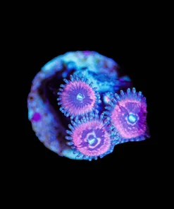 Wysiwyg Pink Cat Eye Zonathids [F97]