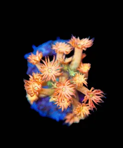 Wysiwyg TINY Amazeballs Gonipora Frag [F97] *Free Shipping ! No Minimum Livestock Spend*