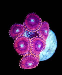 Wysiwyg Princess 99 Zoanthid | Many Heads ! [F98]
