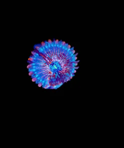 Wysiwyg Agave Zoa Frag [F99]