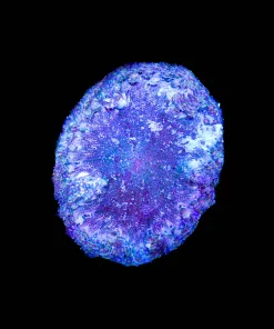 Wysiwyg Kind Ugly Rock Flower Anemone :P (C25)