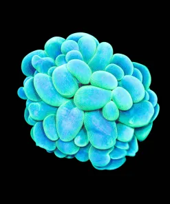 Wysiwyg Branching Bubble Coral (C51)