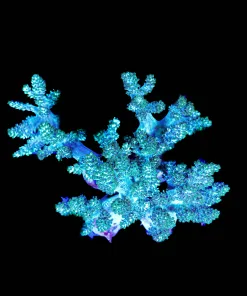 Blue Leather Coral XL Frag (C138)