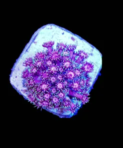 Wysiwyg Pink Flowerpot Coral Frag (C33)