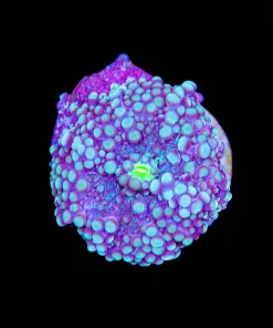 Widl Ricordea Yuma Mushroom Frag(Row #82:B)