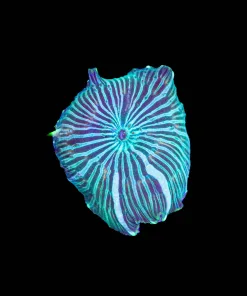 Green Serpent Mushroom Frag (Row #83:B)