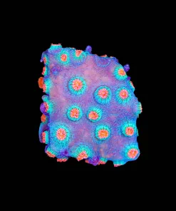 Cyphastrea Frag (Row #78)