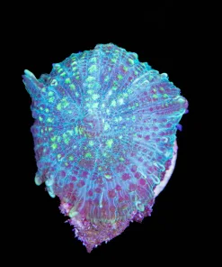 Small Blue Green Rhodactis Mushroom (Row #6:B)