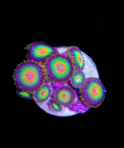 Rasta Zoanthid Frag (Row #7)