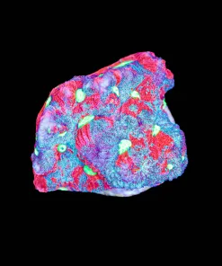 Marbled Favia Coral Frag (Row #87:B)