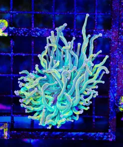 Wysiwyg Holy Grail Torch Coral (C41)