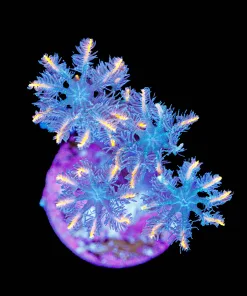 Wysiwyg Rainbow Clove Polyps [F88]