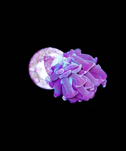 Wysiwyg Tiny Hammer Coral Frag (C20)