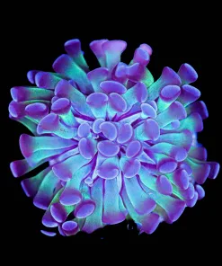 Classic Hammer Coral Frag (Row #79:B)