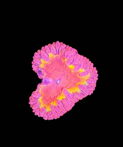 Blatomussa Coral Frag (Row #26:B)
