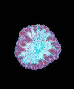 Unique Blastomussa Frag (Row #44)