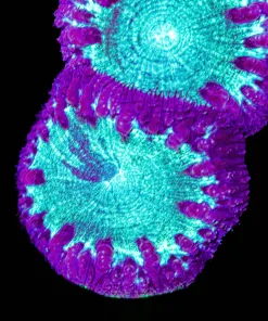 Vortex Blastomussa Frag (Row #62)