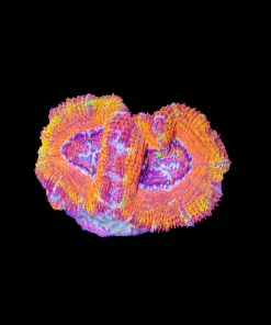 Orange Splash Acan Frag (Row #62:B)