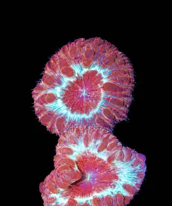 Emeber Blastomussa Frag (Row #63:B)