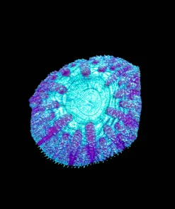 Blue Ring Blastomussa Frag (Row #64:B)