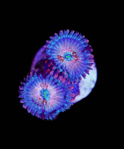 Blue Agave Zoa Frag 1-2 Heads (Row #1)