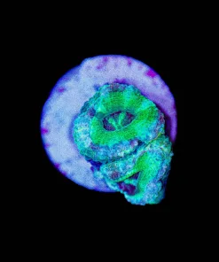 TIny Acan Frag (Row #10:B)