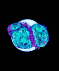 Tiny Acan Frag (Row #11:B)