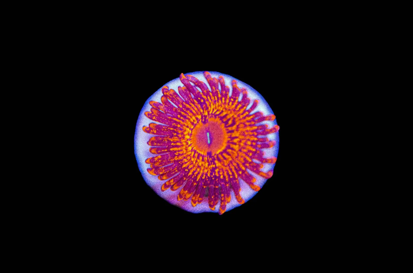 Master Magma Zoa Frag | VIBRANT | X-Large Heads (Row #15)